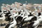 pelicans on beach Gold Coast Australia