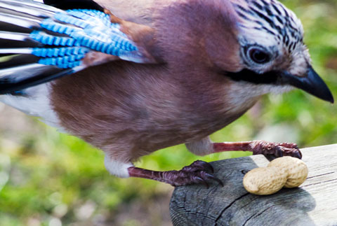 Jay about to pick up a peanut