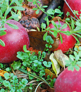 apples in autumn